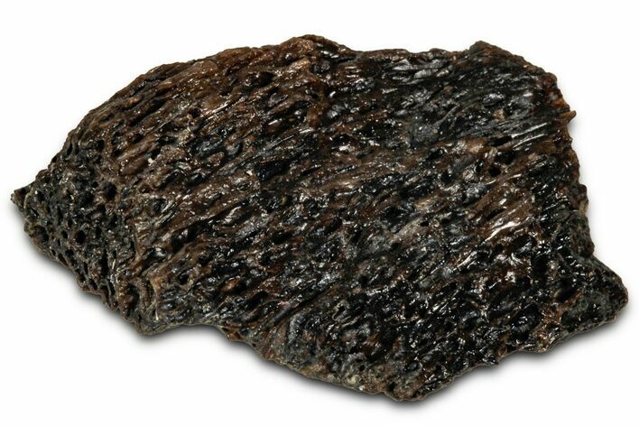 Fossil Tyrannosaur (T rex) Bone Section - Wyoming #352778